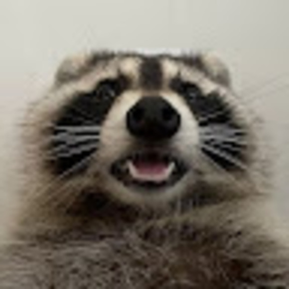 Meet your Posher, Levi - Picture 1 of 1